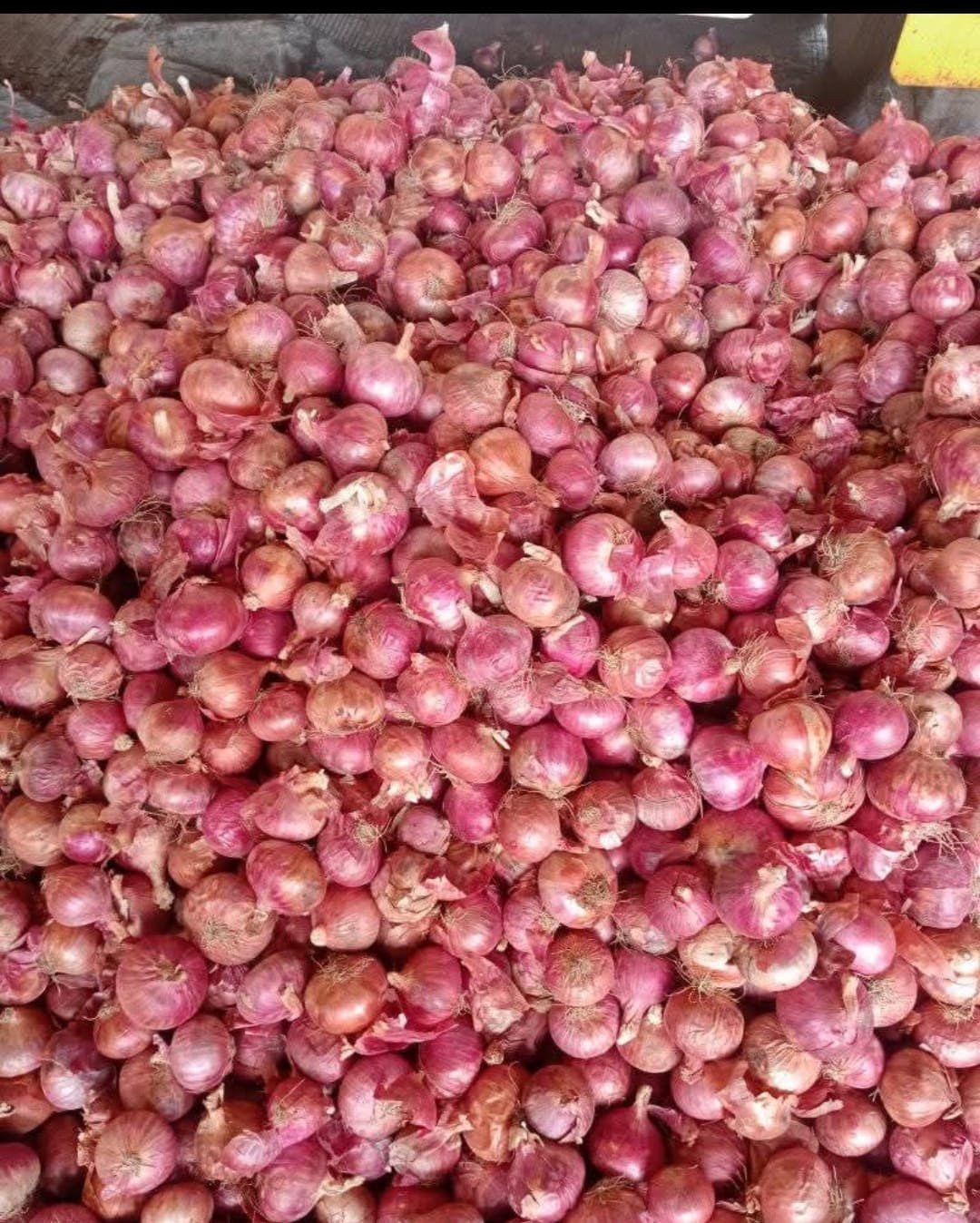 Premium Red Onions